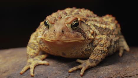 Una-Toma-Detallada-De-Una-Rana,-El-Sapo-Americano,-Es-Una-Especie-Que-Se-Encuentra-Con-Frecuencia-En-Canadá-Y-Las-Regiones-Orientales-De-Los-Estados-Unidos.