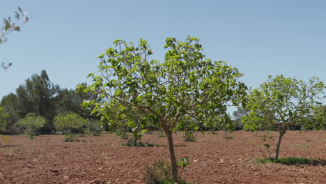 Green-fig-trees-in-terracotta-soil-under-clear-blue-sky