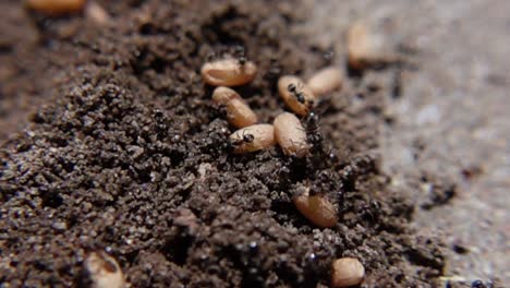 Makroaufnahme-Von-Großen-Schwarzen-Ameisen,-Die-Ihre-Eier-Pflegen