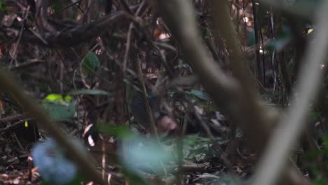 Tief-Im-Wald-Auf-Dem-Boden-Versteckt-Und-Zu-Schüchtern,-Um-Herauszukommen,-Blaue-Pitta-Hydrornis-Cyaneus,-Thailand