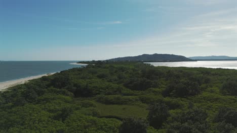 El-Bosque-Natural-En-La-Punta-De-La-Playa-Daniela-En-Florianópolis-Ofrece-Un-Escape-Sereno-Hacia-Una-Exuberante-Vegetación.