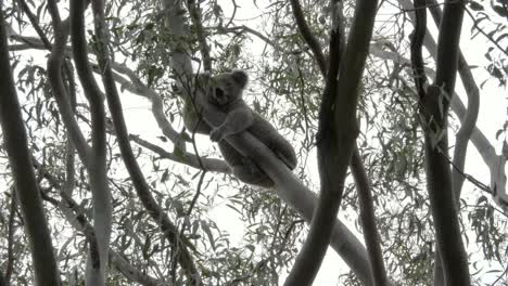 Vista-Completa-Del-Cuerpo-Y-La-Cabeza-De-Un-Gran-Koala-Macho-Durmiendo-Entre-Las-Ramas-De-Un-Eucalipto-Australiano