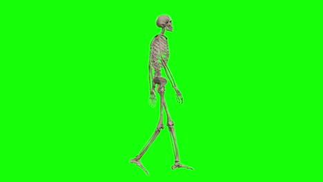 A-skeleton-3D-character-walking-on-green-screen-seamless-loop-3D-animation,-side-view-animated-loop