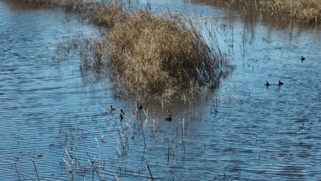 Patos-De-Madera-En-El-área-De-Manejo-De-Vida-Silvestre-De-Bell-Slough-Cerca-De-Mayflower-En-Arkansas,-Estados-Unidos