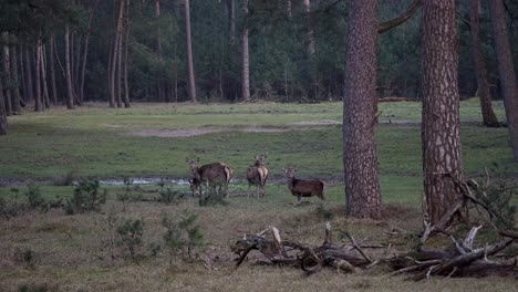 Red-deer-drink-from-a-puddle-in-a-clearing-in-the-forest