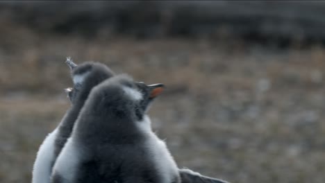Baby-Gentoo-penguin-running-in-slowmotion-in-Isla-Martillo,-Ushuaia,-Argentina