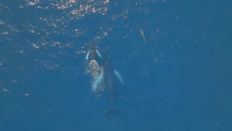 Descubre-La-Majestuosidad-De-Las-Ballenas-Nadando-En-Las-Vastas-Aguas-Del-Océano