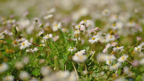 Gänseblümchen-Wildblumen-Auf-Der-Frühlingswiese