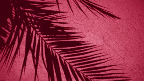 Silhouette-of-Palm-Leaves-on-a-Textured-Red-Wall