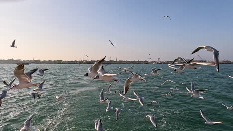 In-minimalist-video-background,-seagulls-dance-across-the-canvas-of-tranquil-blue-sky,-creating-serene-and-mesmerizing-scene-that-captures-the-ethereal-beauty-of-flight-and-open-skies