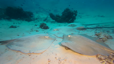 four-large-stingrays-rest-at-sandy-bottom-in-Indian-Ocean