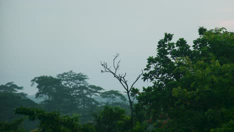 Escena-De-Vida-Silvestre-Con-Naturaleza-Densa-En-La-Selva-Amazónica-Durante-El-Amanecer