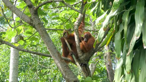 Los-Orangutanes-Jóvenes-Permanecen-Con-Sus-Madres-Hasta-Los-8-Años,-Antes-De-Independizarse.