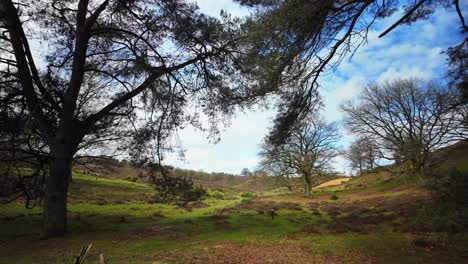 Veluwe-Landschaftshintergrund-Mit-Heidelandschaft,-Bäumen,-Hügel-Und-Holländischem-Blauen-Himmel