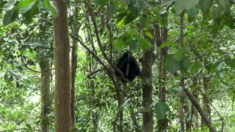 Gibón-De-Cresta-Negra-De-Sumatra.-Indonesia