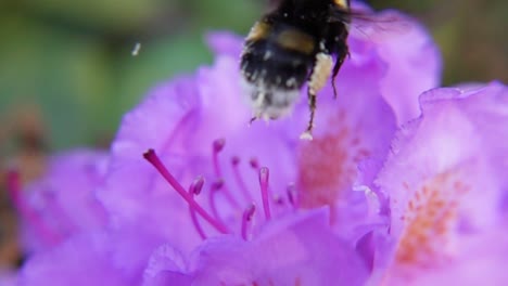 Eine-Hummel-Auf-Leuchtend-Lila-Blüte---Makroaufnahme