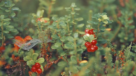 Dewy-cobwebs-stretch-between-cranberry-shrubs,-adorned-with-ripe-red-berries