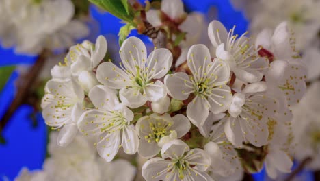 Eine-Rotierende-Perspektive-Auf-Blühende-Blumen-Auf-Einem-Ast,-Die-Das-Wachstum-Und-Die-Blüte-Vor-Einem-Ruhigen-Blauen-Hintergrund-Zeigt-Und-Das-Erwachen-Der-Natur-Im-Frühling-Symbolisiert