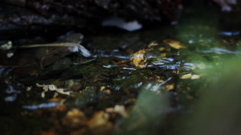 Shallow-fresh-water-stream-with-rapid-flow,-zoom-in-close-up