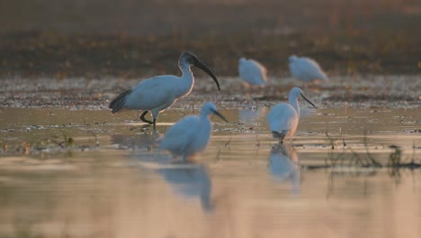 Ibis-De-Cabeza-Negra-Pescando-En-La-Mañana