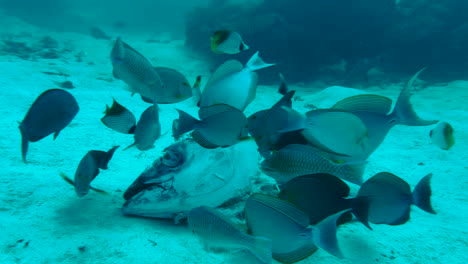 Eine-Gruppe-Von-Rifffischen-Ernährt-Sich-Eifrig-Von-Einem-Riesigen-Toten-Thunfischkopf,-Der-Auf-Dem-Sandigen-Meeresboden-Liegt