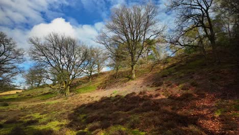 Hills-with-bald-trees-in-sunlight-during-early-spring-at-Dutch-national-park-Veluwe