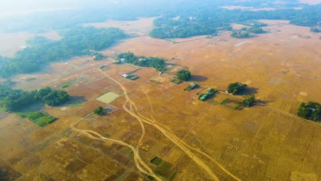 Luftaufnahme-Von-Goldenen-Ackerflächen-In-Der-Erntezeit,-Landschaft-In-Bangladesch