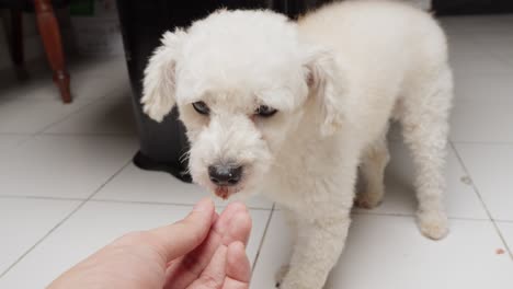 Alimentación-Manual-De-Caniche-Toy-Blanco-Con-Comida-Para-Perros-En-La-Casa