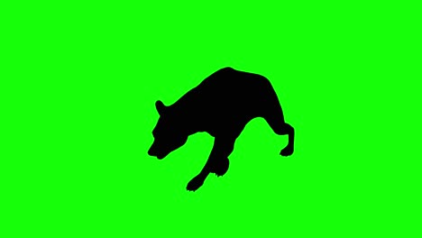 A-silhouette-of-a-hyena-walking-on-green-screen,-perspective-view