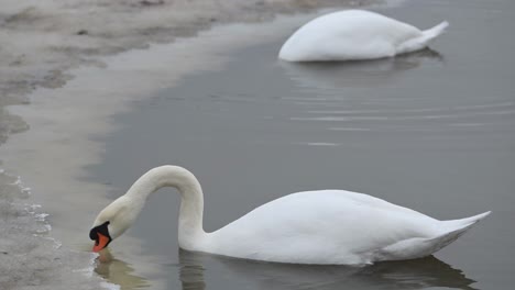 Pair-of-Mute-Swans-feeding-in-shallow,-icy-pond-in-Norway,-slow-motion