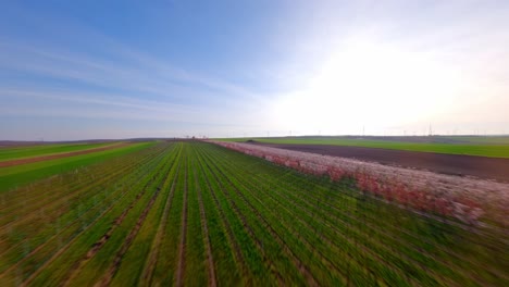 Flug-über-Wachsende-Aprikosenplantage-In-Ländlichen-Gegenden-Bei-Sonnenaufgang