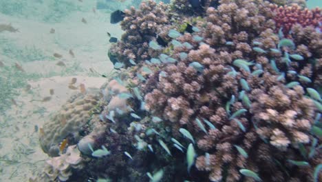 Unterwasserwelt-Und-Tropische-Fischschwärme-Am-Farbenfrohen-Riff