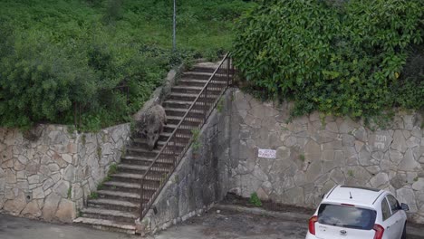 A-wild-boar-coming-down-the-stairs-in-a-residential-neighborhood-in-Haifa,-Israel