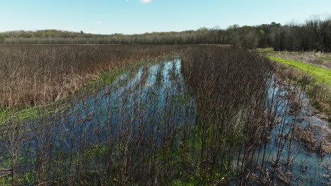 Creek-Overgrown-With-Grass-Reeds-In-Bell-Slough-State-Wildlife-Management-Area,-Arkansas-USA