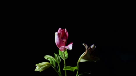 Gran-Timelapse-De-Apertura-De-Flor-Rosa-Y-Blanca-Aislado-Sobre-Fondo-Negro