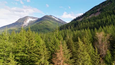 Toma-Aérea-Sobre-Las-Copas-De-Los-árboles-Del-Bosque-Siempre-Verde-Con-Montañas-En-Un-Día-De-Cielo-Azul-En-Snoqualmie,-Estado-De-Washington