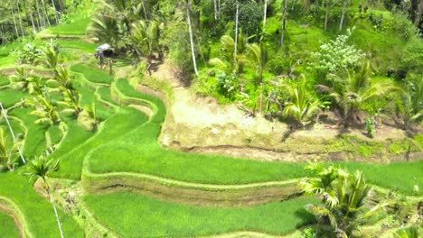 Aerial-shot-Of-Tegallalang-Rice-Terraces-and-lush-jungle-In-Gianyar,-Bali,-Indonesia