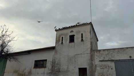 Birds-gather-atop-the-aged-and-weathered-building,-set-against-a-cloudy-sky,-evoking-a-nostalgic-and-rustic-atmosphere-reminiscent-of-vintage-aesthetics