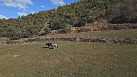 Black-and-white-horses-grazing-aerial-drone-fly-agricultural-fields-and-skyline-animals-walking-free-on-mediterranean-hills