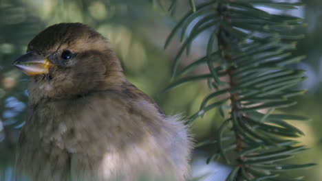 Cute-female-Sparrow-puffs-feathers-on-snowy-winter-spruce-tree-branch