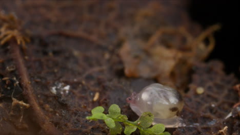 Tiny-white-snail-in-macro-shot-slowly-crawling-across-forest-floor