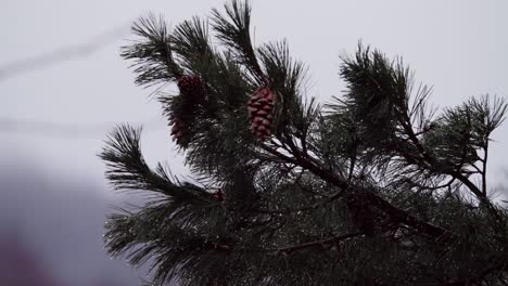 Piñas-En-Los-Pinos-Noruegos-Con-Gotas-De-Agua