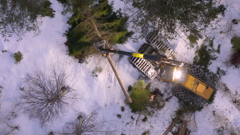 Night-time-felling-of-spruce-trees-by-harvester-in-snowy-forest