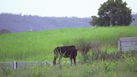 Una-Vaca-India-Doméstica-Negra-Pastando-En-Un-Campo-De-Granja-De-Mostaza-En-La-India-Rural-Con-Un-Paisaje-Montañoso-Y-Nublado