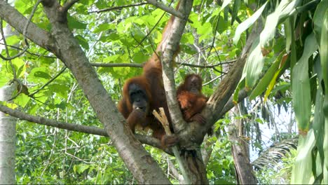 Orangutan-family-of-two-eating-together,-wildlife-Indonesian-jungle