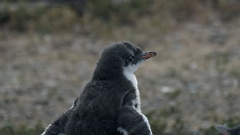 Baby-Gentoo-penguin-walking-in-Isla-Martillo,-Ushuaia,-Argentina
