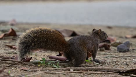 Little-agile-Pallas's-squirrel-spotted-on-the-ground-of-Daan-Forest-Park-in-Taipei,-Taiwan,-close-up-shot