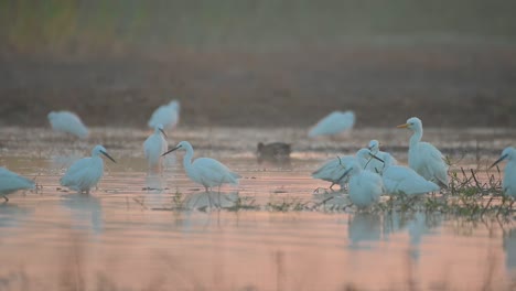 Flock-of-little-Egrets-Fishing-in-Lake-Side-in-Sunrise