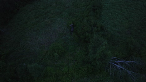 Drone-tracking-a-large-elk-in-middle-of-finnish-forest,-dark,-summer-evening