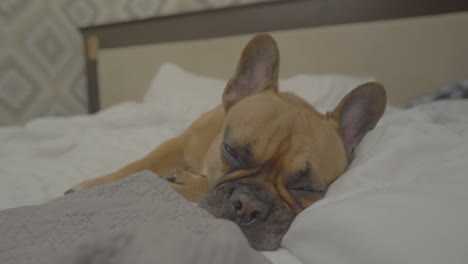 A-sleepy-French-Bulldog-dozes-peacefully-on-a-soft,-white-bedspread,-its-face-relaxed-and-serene